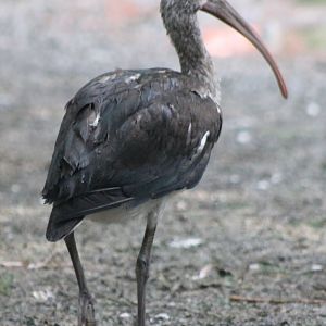 Young Scarlet ibis