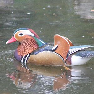 Mandarin duck
