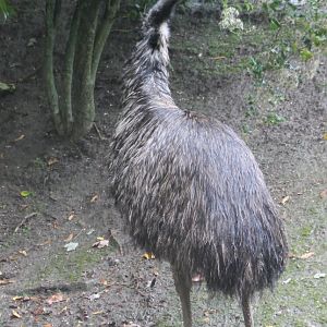 Emu