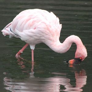 Lesser flamingo