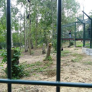 NEW in 2018: King colobus and Nubian ibex enclosures