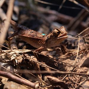 Decary's Leaf Chameleon (Brookesia decaryi)