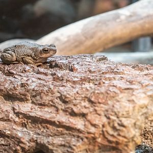 Red-Spotted Toad (Anaxyrus punctatus)