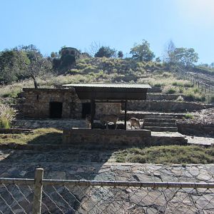 Transcaspian Urial Exhibit