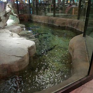 Memphis Bass Pro Shop - American Alligator Exhibit