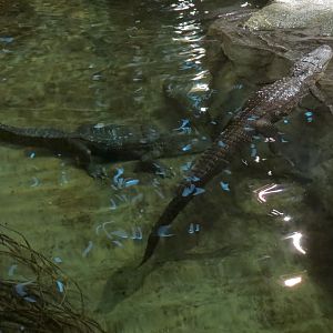 Memphis Bass Pro Shop - American Alligator Exhibit