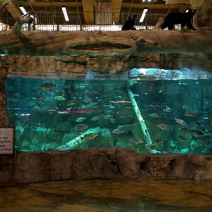 Memphis Bass Pro Shop - Native Fish Exhibit with Underwater Viewing Panel