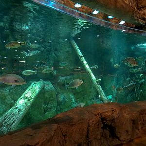 Memphis Bass Pro Shop - Native Fish Exhibit with Underwater Viewing Panel
