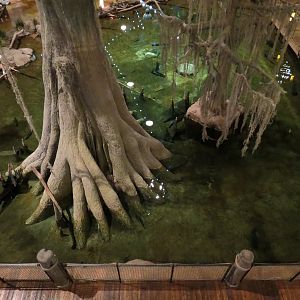 Memphis Bass Pro Shop - Native Fish Pond
