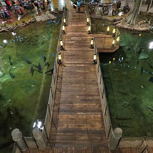 Memphis Bass Pro Shop - Native Fish Pond