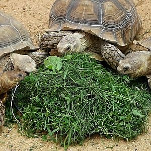 Paul & Lynsey's Zoo Tour #77 Jimmy's Farm - YouTube