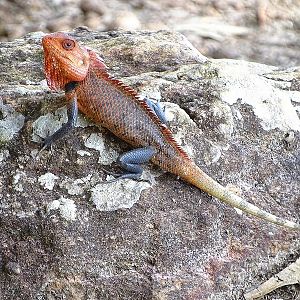 Changeable lizard male