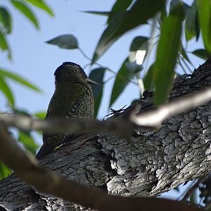 Streak-throated Woodpecker (Picus xanthopygaeus)
