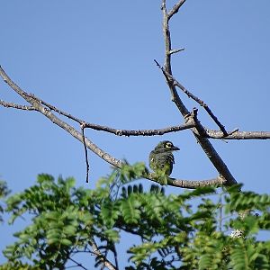 Coppersmith barbet