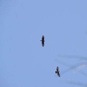Rufous-bellied eagle