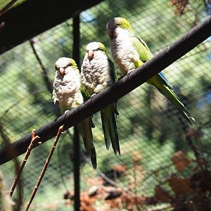 Monk parakeets or Quaker parrots (Myiopsitta monachus)