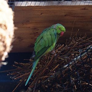 Rose-ringed or ring-necked parakeet (Psittacula krameri)