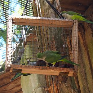 Monk parakeets or Quaker parrots (Myiopsitta monachus) on enrichment feeder