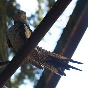 Cockatiel (Nymphicus hollandicus)
