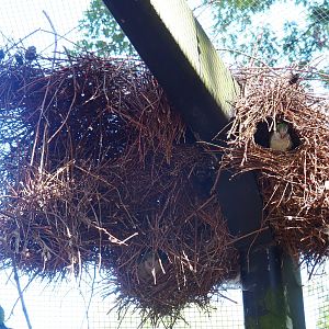 Monk parakeets (Myiopsitta monachus) colony nest