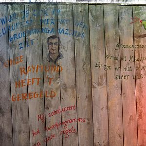 Green-cheeked amazon breeding program mural