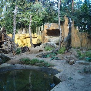 Brown bear exhibit
