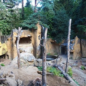 Brown bear exhibit