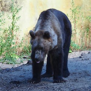 Brown bear (Ursus arctos - No subspecies specified)
