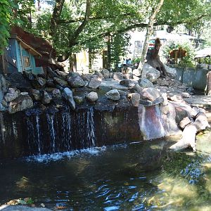 Asian small-clawed otter exhibit