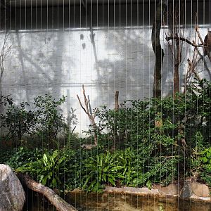 Eurasian eagle-owl aviary