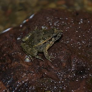 Sapillo pintojo ibérico/Iberian Painted Frog - Discoglossus galganoi