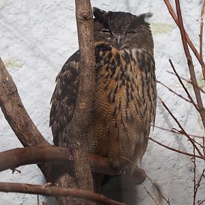 Eurasian eagle-owl (Bubo bubo bubo)