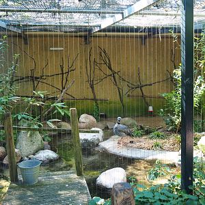 Aviary crested screamer