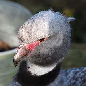Crested screamer (Chauna torquata)