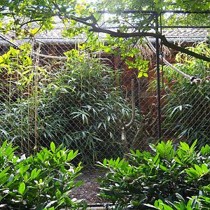 Aviary green-cheeked amazon