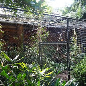 Aviary green-cheeked amazon