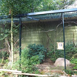Aviary golden pheasants