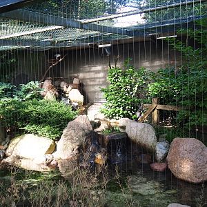 Aviary black-crowned night heron