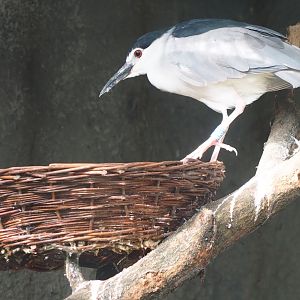 Black-crowned night heron (Nycticorax nycticorax nycticorax)