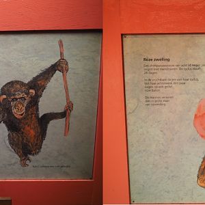 Chimpanzee reproduction signs