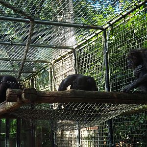 Chimpanzees (Pan troglodytes)