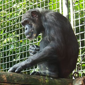 Chimpanzee (Pan troglodytes)
