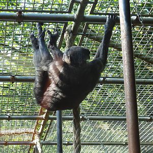 Chimpanzee (Pan troglodytes) climbing on the cage