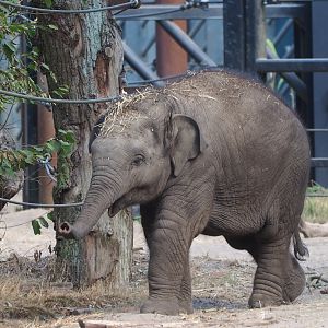 Juvenile Asian elephant (Elephas maximus)