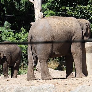 Asian elephants (Elephas maximus)