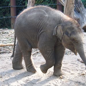 Juvenile Asian elephant (Elephas maximus)