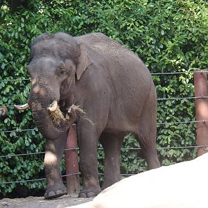 Asian elephant bull Maurice (Elephas maximus)