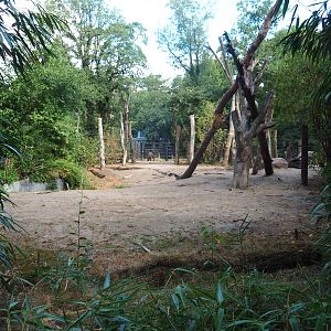 Asian elephant paddock