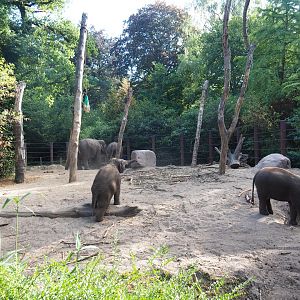 Asian elephant paddock