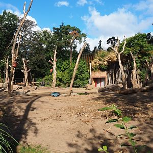 Asian elephant paddock